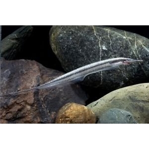Gymnorhamphichthys  rondoni 15-20cm